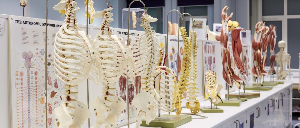 human skeletons on lab bench