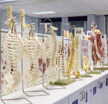 Skeleton models in laboratory