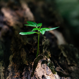 Green shoot growing out of a tree trunk